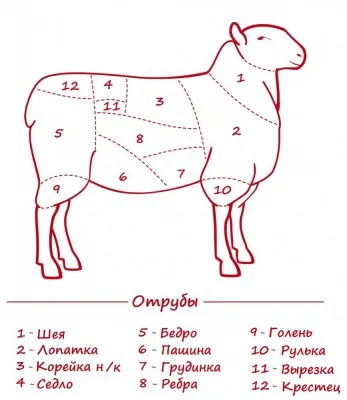 Як зарізати і обробити тушу барана на шашлик інструкція, схема (обробити) Як зарізати і обробити тушу барана на шашлик інструкція, схема