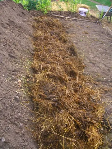 Як зберігати капусту в погребі взимку (зберігати) Як зберігати капусту в погребі взимку