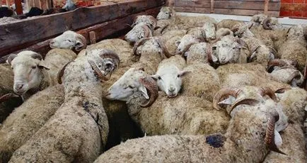 Як зарізати і обробити тушу барана на шашлик інструкція, схема (барана) Як зарізати і обробити тушу барана на шашлик інструкція, схема