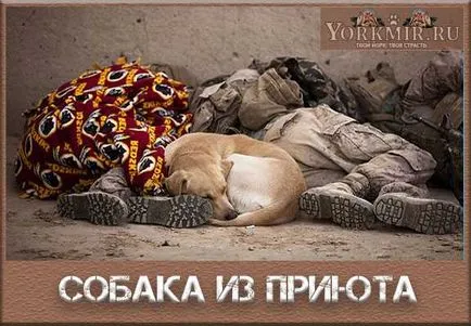 Як взяти з притулку собаку, послідовність дій