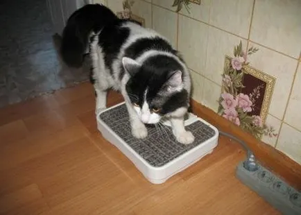 Як зважити кота