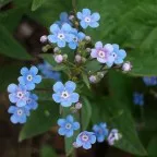 Календула - корисні властивості, заготівля, застосування (календула лікування настоянка відвар настій масло мазь застосування) Календула - корисні властивості, заготівля, застосування
