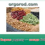 Картопля по замяткіну, органічне землеробство (картопля) Картопля по замяткіну, органічне землеробство