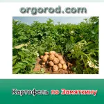 Картопля по замяткіну, органічне землеробство (картопля) Картопля по замяткіну, органічне землеробство