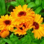 Календула - корисні властивості, заготівля, застосування (застосування) Календула - корисні властивості, заготівля, застосування