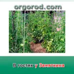 Картопля по замяткіну, органічне землеробство (землеробство) Картопля по замяткіну, органічне землеробство
