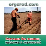 Картопля по замяткіну, органічне землеробство (дає прибавку врожаю) Картопля по замяткіну, органічне землеробство