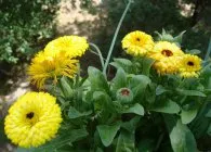 Календула цікаві сорти з фото, вирощування з насіння, догляд (сорти) Календула цікаві сорти з фото, вирощування з насіння, догляд
