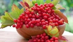 Калина від алергії - народні рецепти