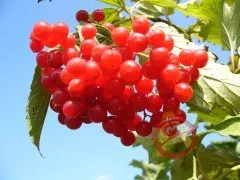 Калина від алергії - народні рецепти