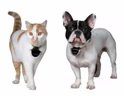 Камера для собак і кішок eyenimal pet cam - нашийники з камерою (собак) Камера для собак і кішок eyenimal pet cam - нашийники з камерою