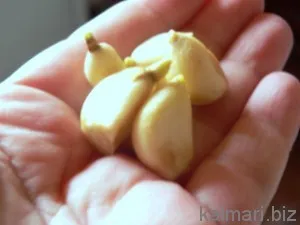 Кальмари смажені з цибулею (цибулею) Кальмари смажені з цибулею