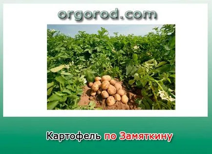 Картопля по замяткіну, органічне землеробство (картопля) Картопля по замяткіну, органічне землеробство