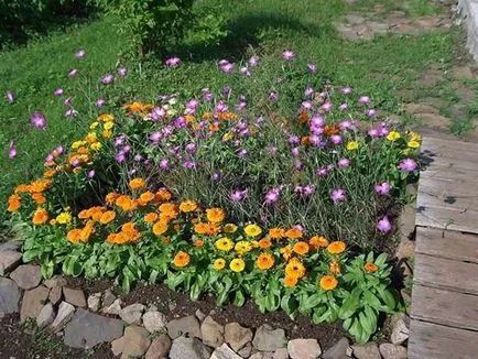 Календула цікаві сорти з фото, вирощування з насіння, догляд (фото) Календула цікаві сорти з фото, вирощування з насіння, догляд