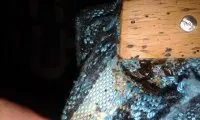 Клопи в квартирі що робити як позбутися, причини появи Дезцентр-русь (клопи) Клопи в квартирі що робити як позбутися, причини появи Дезцентр-русь