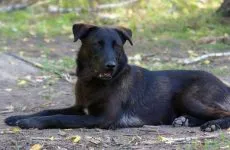До чого сниться ворог сонник жінка, чоловік, подружитися, примирення, тікати, обіймати, бити,