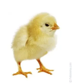 До чого сняться курчата