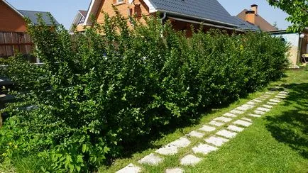 Кизильник блискучий, горизонтальний, Даммера - посадка і догляд