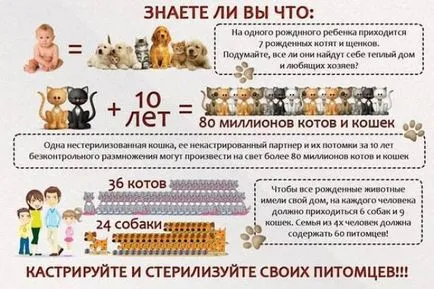 Кастрація і стерилізація котів (Мало однієї тобі десять) Кастрація і стерилізація котів