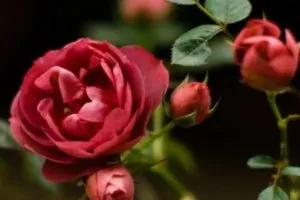 Коли відкривати троянди навесні після зимівлі (троянди) Коли відкривати троянди навесні після зимівлі
