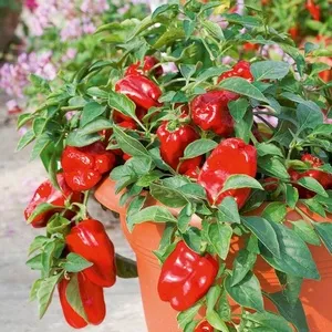 Кімнатний перець, догляд за рослиною в домашніх умовах (догляд) Кімнатний перець, догляд за рослиною в домашніх умовах