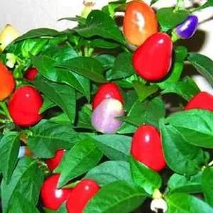 Кімнатний перець, догляд за рослиною в домашніх умовах (кімнатний перець вирощування) Кімнатний перець, догляд за рослиною в домашніх умовах