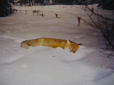 Кого боїться лисиця