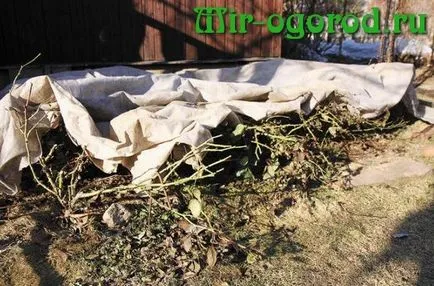 Коли розкривати троянди навесні після зимових укриттів (після) Коли розкривати троянди навесні після зимових укриттів