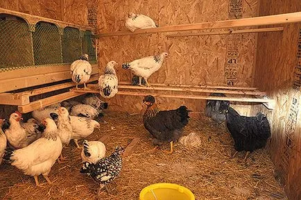 Комфортні курники Додонова своїми руками (пристрій інкубатора) Комфортні курники Додонова своїми руками