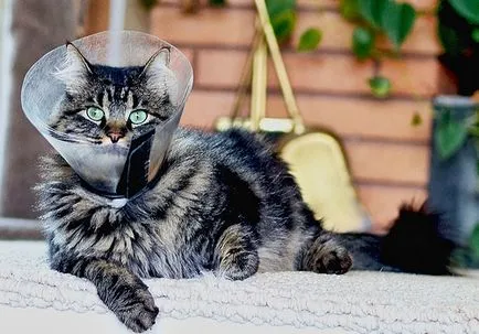 Коли каструвати британського кота