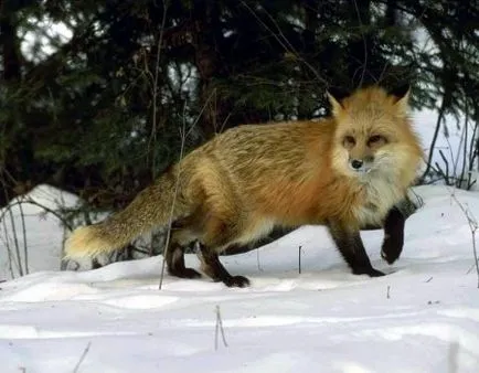 Кого боїться лисиця