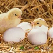 Годівниця для курей своїми руками інструкції та оригінальні ідеї для побудови (руками) Годівниця для курей своїми руками інструкції та оригінальні ідеї для побудови