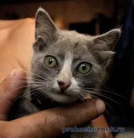 Кішки, у яких чотири вуха (кішки) Кішки, у яких чотири вуха