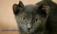 Кішки, у яких чотири вуха (кішка п'ятьма вухами) Кішки, у яких чотири вуха