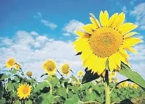 Коріння соняшнику - лікувальні властивості відварів і компресів, народна медицина (властивості) Коріння соняшнику - лікувальні властивості відварів і компресів, народна медицина