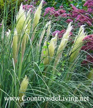 Кортадерія - пампасная трава (cortaderia) (кортадерия Селло срібляста рожева пампасная трава фото cortaderia) Кортадерія - пампасная трава (cortaderia)