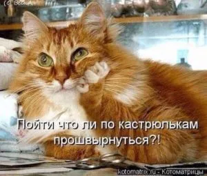 Кішки і література