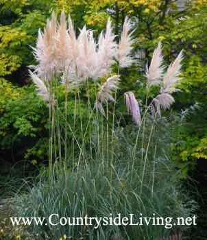 Кортадерія - пампасная трава (cortaderia) (кортадерия) Кортадерія - пампасная трава (cortaderia)