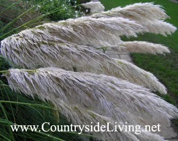 Кортадерія - пампасная трава (cortaderia) (трава) Кортадерія - пампасная трава (cortaderia)
