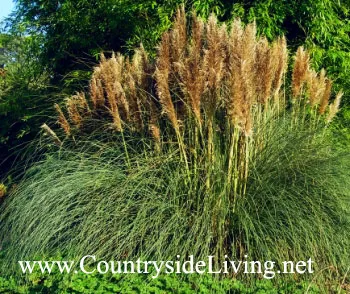 Кортадерія - пампасная трава (cortaderia) (пампасная) Кортадерія - пампасная трава (cortaderia)