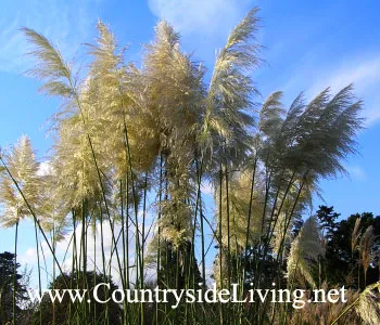 Кортадерія - пампасная трава (cortaderia) (кортадерия Селло срібляста рожева пампасная трава фото cortaderia) Кортадерія - пампасная трава (cortaderia)