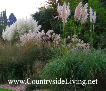 Кортадерія - пампасная трава (cortaderia) (степах Південної Америки) Кортадерія - пампасная трава (cortaderia)