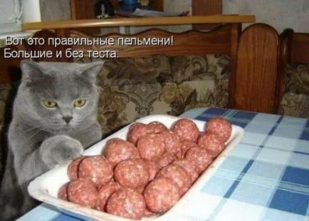 Кішок не любить тільки той, хто ще не зустрів свою кішку (тільки) Кішок не любить тільки той, хто ще не зустрів свою кішку