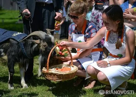Кому і коза наречена козел тимур з 9 кандидаток вибрав підмосковну Маню - ріа новини (кандидаток) Кому і коза наречена козел тимур з 9 кандидаток вибрав підмосковну Маню - ріа новини