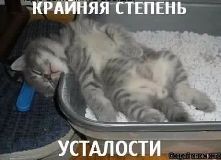 Кішок не любить тільки той, хто ще не зустрів свою кішку (свою) Кішок не любить тільки той, хто ще не зустрів свою кішку