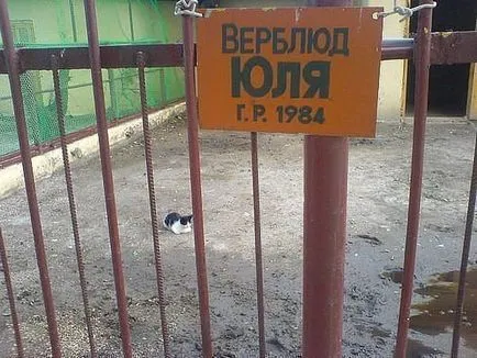 Кішок не любить тільки той, хто ще не зустрів свою кішку (тільки) Кішок не любить тільки той, хто ще не зустрів свою кішку