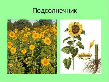 Корінь соняшнику від каменів в нирках рецепт лікування соняшником (корінь) Корінь соняшнику від каменів в нирках рецепт лікування соняшником