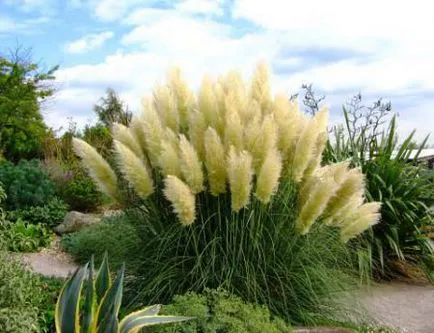 Кортадерія вирощування з насіння (можна) Кортадерія вирощування з насіння
