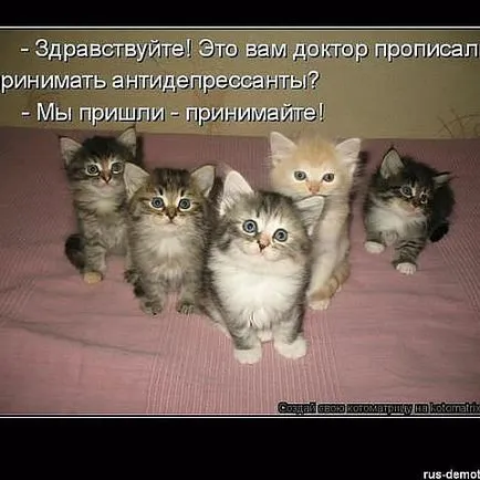 Кішок не любить тільки той, хто ще не зустрів свою кішку (любить) Кішок не любить тільки той, хто ще не зустрів свою кішку