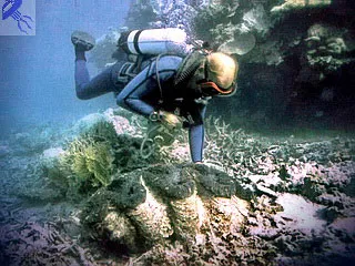 Красиві морські раковини і перли (раковини) Красиві морські раковини і перли
